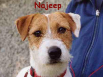 NAJEEP